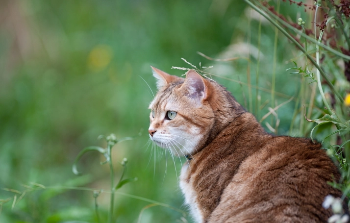 貓咪吃到蒜頭處理
