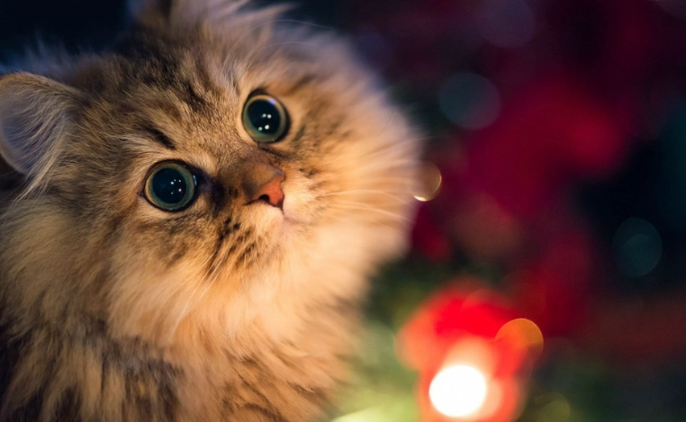 貓吃蟑螂藥急救