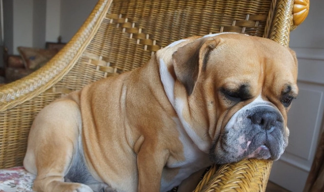 寵物飲食禁忌 寵物飲食禁忌