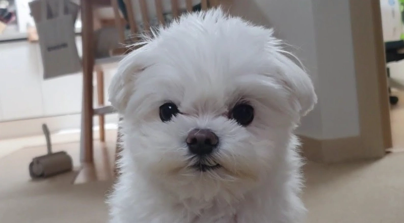 瑪爾濟斯繁殖注意事項