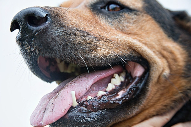 狗吃老鼠藥急救