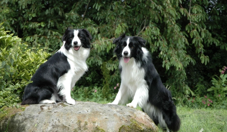 邊境牧羊犬體型