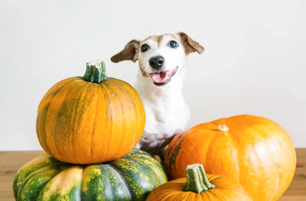 狗狗南瓜食譜 狗狗南瓜食譜