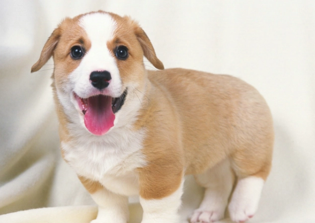 狗無花果乾好處