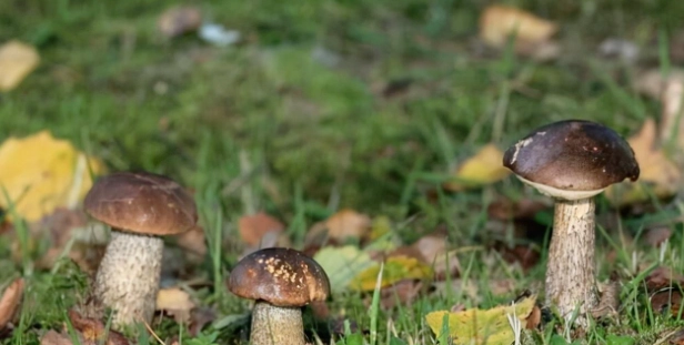 狗狗可以吃菇類