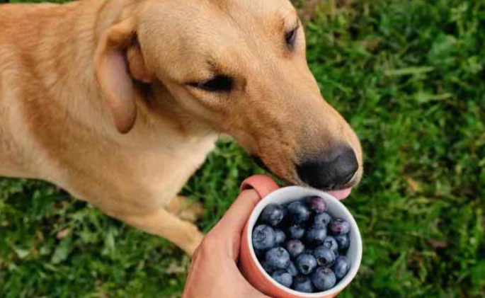 狗狗吃藍莓優格 狗狗吃藍莓優格