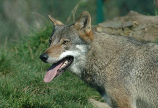 狗狗腸胃炎症狀