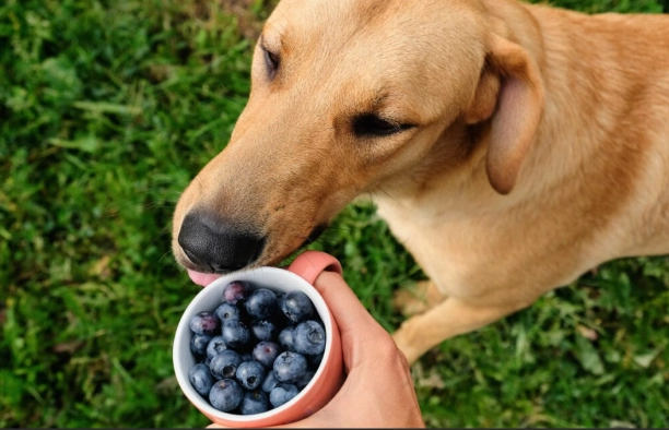 狗吃藍莓注意事項 狗吃藍莓注意事項