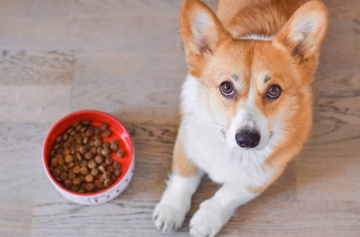 枸杞對狗的好處 枸杞對狗的好處