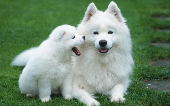 狗吃老鼠藥急救