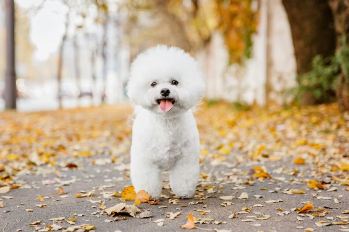 狗狗水果餵食安全