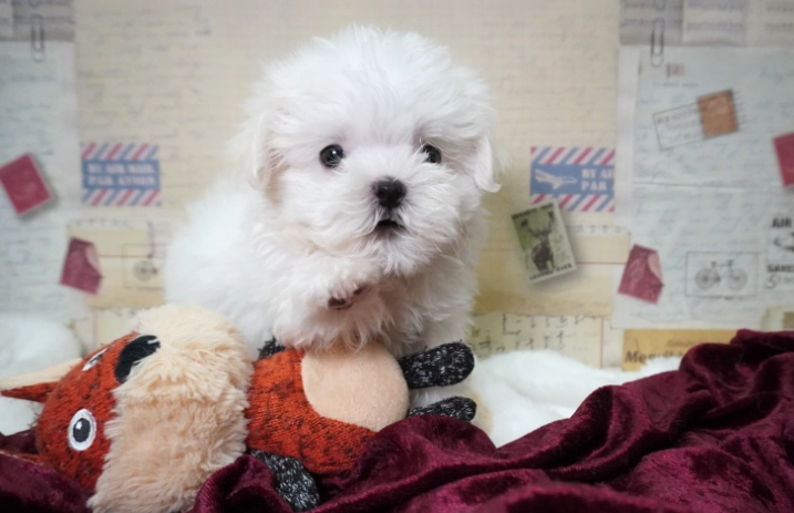 馬爾濟斯品種特徵