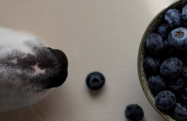 藍莓對狗的好處 藍莓對狗的好處