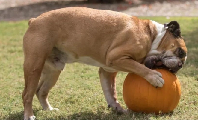 狗狗可以吃南瓜皮嗎