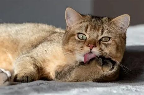 枸杞對貓的影響