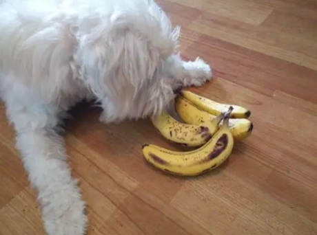 香蕉對狗的好處