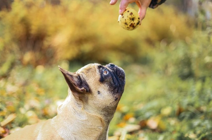 狗狗吃鳳梨釋迦安全嗎 狗狗吃鳳梨釋迦安全嗎