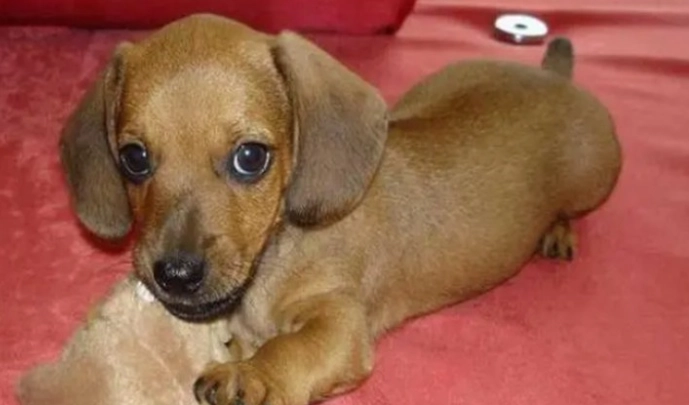 幼犬換牙護理 幼犬換牙護理