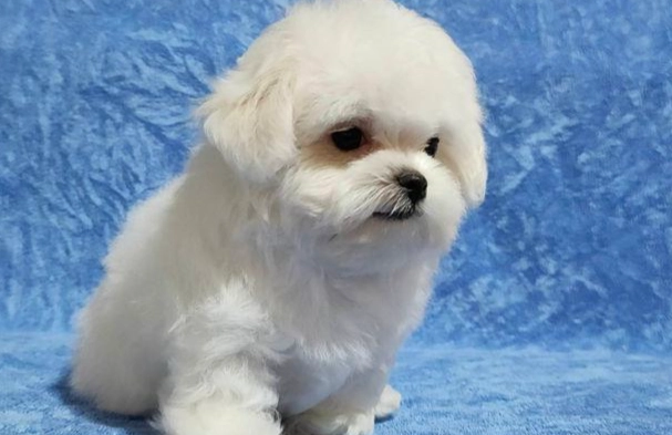 瑪爾濟斯聰明嗎