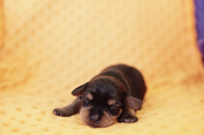 幼犬換牙護理 幼犬換牙護理