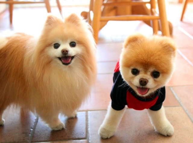 香蕉皮對狗狗的影響