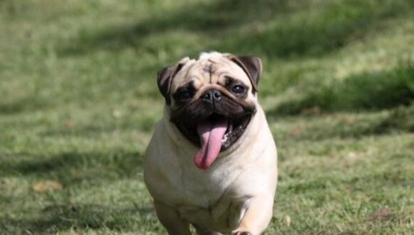 低過敏性中型犬