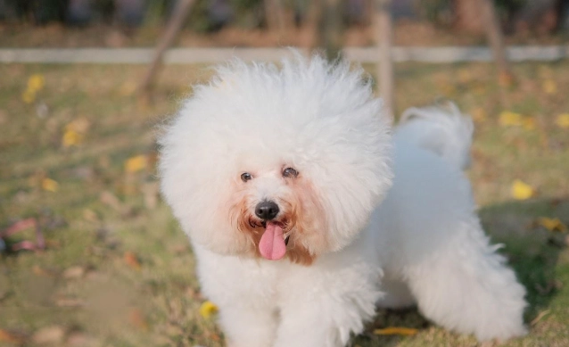 比熊犬香港飼養
