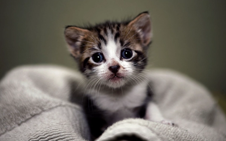 貓藥膏中毒症狀