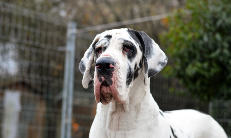 狗狗吃藍莓去皮