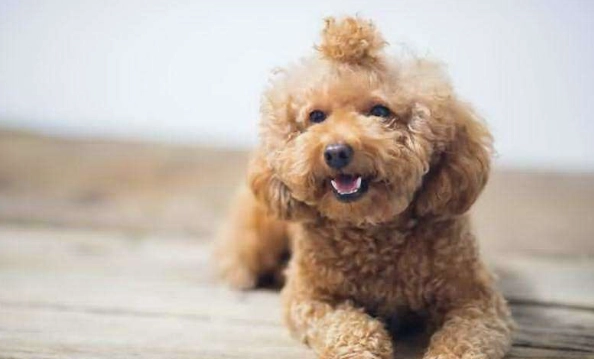 寵物飲食安全 寵物飲食安全