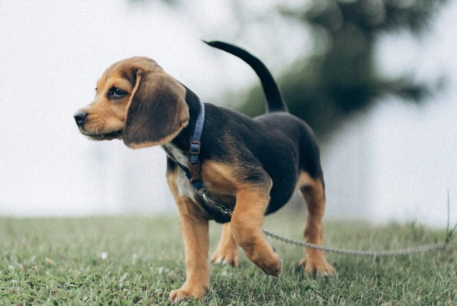 幼犬換牙食慾不振