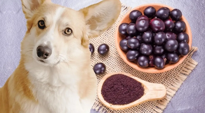 狗吃李子安全嗎