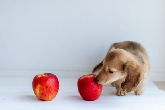 狗狗吃紅棗安全嗎