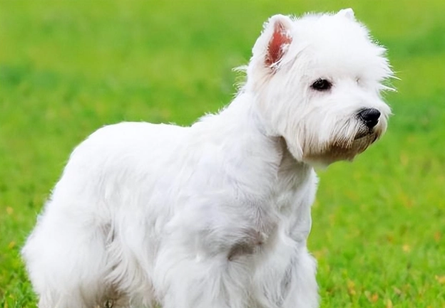 米克斯梗犬飼養