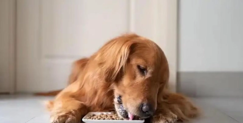 枸杞對狗的好處 枸杞對狗的好處