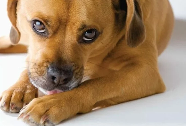 狗狗吃栗子安全嗎 狗狗吃栗子安全嗎