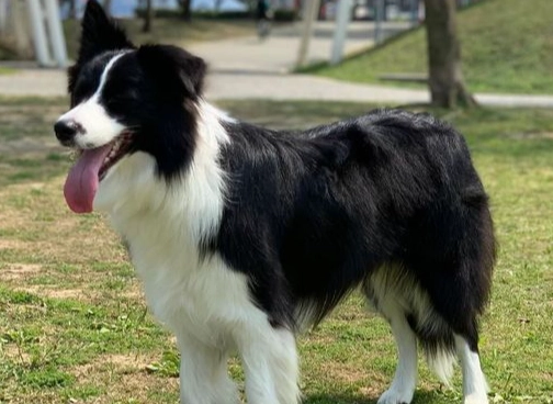 邊境牧羊犬重量