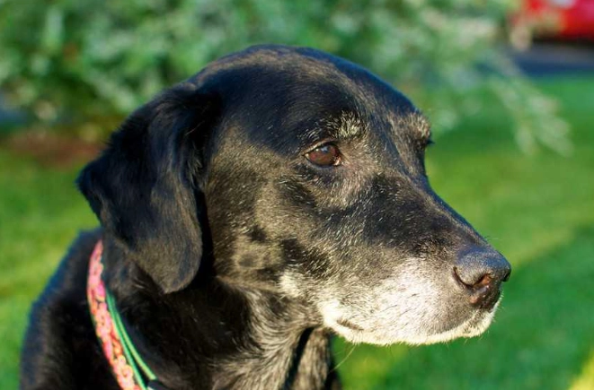 狗狗吃蛋白安全嗎 狗狗吃蛋白安全嗎