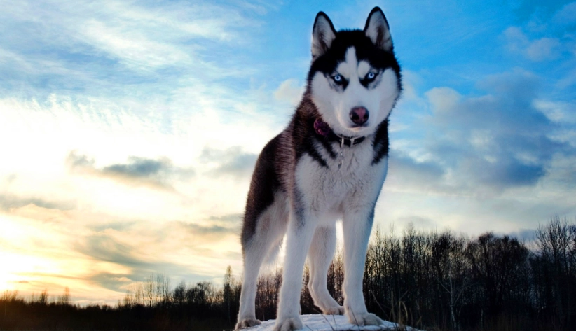 狗狗水果餵食安全