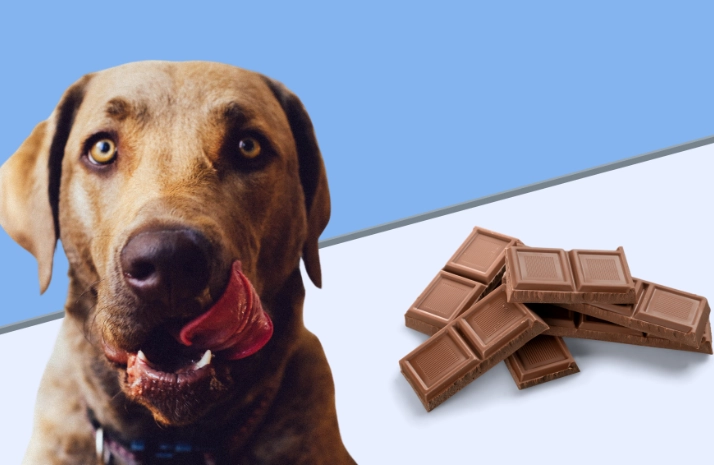 狗狗吃巧克力怎麼辦
