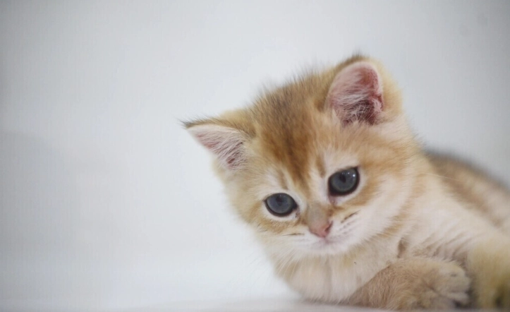 貓咪驅蟲藥中毒