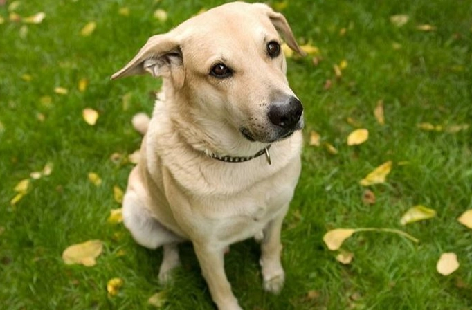 狗零食推薦 狗零食推薦