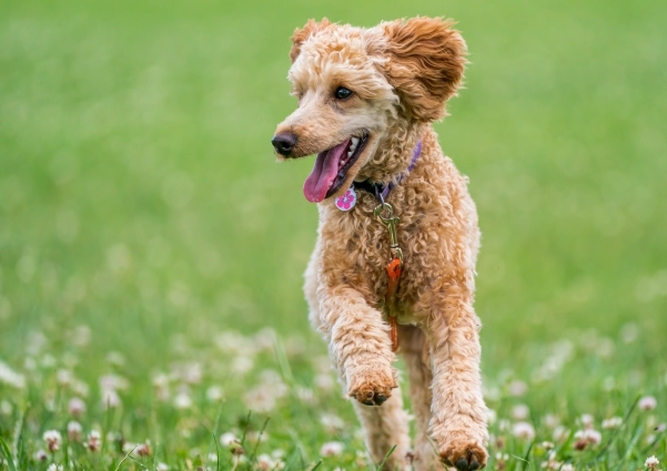 如何選擇狗無花果乾