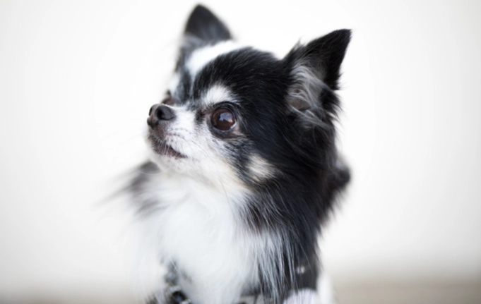 台灣小型犬飼養