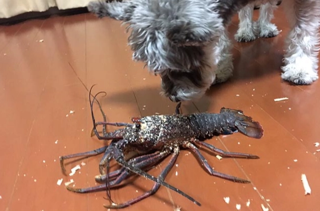狗狗吃龍蝦風險