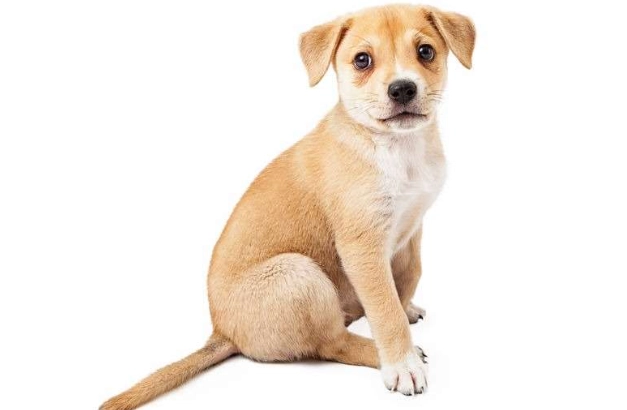 寵物飲食禁忌 寵物飲食禁忌