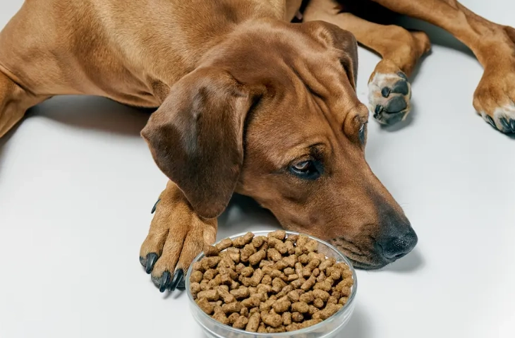 狗狗巧克力中毒