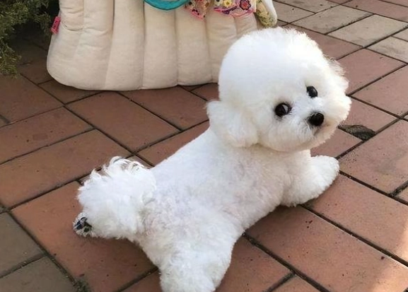 比熊犬香港價格