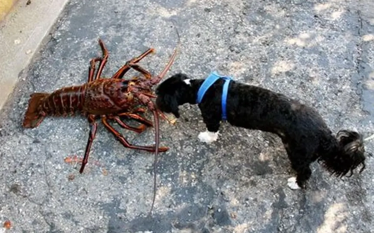 狗狗吃龍蝦風險