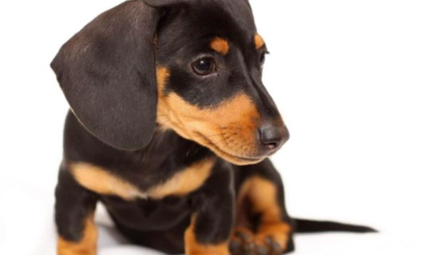 幼犬換牙護理 幼犬換牙護理